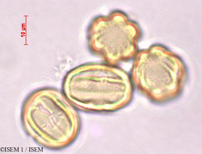 ISEM 1/Terminalia_catappa_28495/Terminalia_catappa_28495_0001(copy)_thumb.jpg